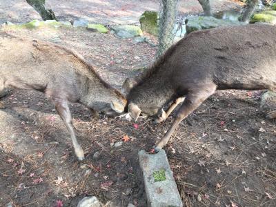 またまた奈良なんです、奈良マラソンです。