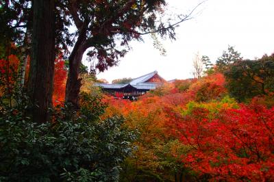 秋の京都　ひとり旅　2015　①