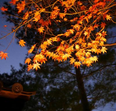 師走の京都、高台寺の雪月花