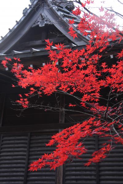 平林寺の紅葉　Autumn colored leaves in Heirinji
