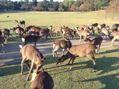 師走の奈良いろいろ。若宮おん祭りと鹿の舞？