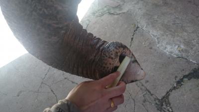 初めてのバンコク～気ままなひとり旅～３日目