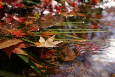 紅葉 糺の森 20151212