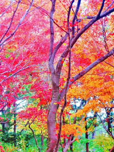 笠間-8　春風萬里荘ｂ　庭園は紅葉の盛り　☆観光周遊バスで友部へ