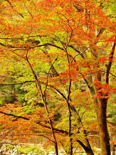 足助2/3　香嵐渓B　巴川沿い一の谷も　☆秋温暖で紅葉まばらに