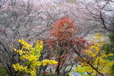 休暇村茶臼山高原に滞在し小原の四季桜と香嵐渓ライトアップを巡る旅（愛知）