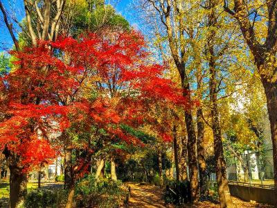 新宿スポーツセンター前の紅葉