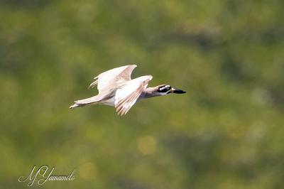 Bali島観光＆探鳥記（Bali Barat探鳥後編）