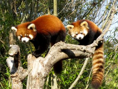 初冬のレッサーパンダ紀行【６】 とくしま動物園　こんにちは！！よもぎ君＆さくらちゃん　面白い！！みたらしちゃん＆あんきな姉妹の同居　ようこそ！！ユウキ君