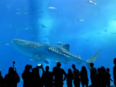 沖縄旅行 ～ホエールウォッチング～