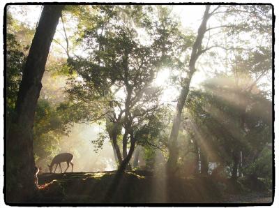 仏像に萌え～！の古都奈良ひとり旅　１６（最終章）　★東大寺・・・美仏を求めて最後のそぞろ歩き・・・★