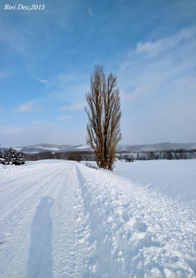 【北海道（美瑛）】 美しすぎる白銀の世界！ 丘のまち美瑛の雪景色に感動～♪＼(^o^)／