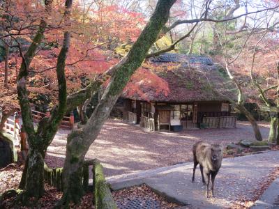 母と歩く冬？の奈良☆再び奈良公園界隈☆病院帰りに、ウキウキと～ヽ(^o^)丿