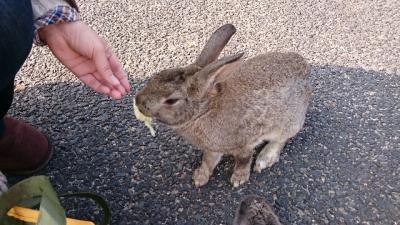 ☆うさぎとイルミネーションに　癒される旅・１☆　　　三原→大久野島→三原