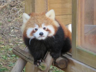 ZOOめぐり2015 第10回(砥々丸ギャラリー@愛媛県立とべ動物園)