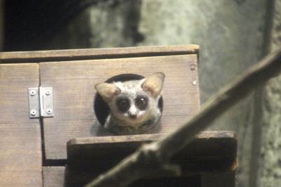 クリスマス前々日の祝日はレッサーパンダの風太一家と過ごすために千葉市動物公園へ（４）動物公園の動物いろいろ～アジアゾウのトレーニング＆お外ハシビロコウや夜行性動物のブッシュベイビーに会えた@