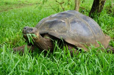 ガラパゴス初日からゾウガメ！サンタ・クルス島のHigh Landではゾウガメ(シーザー）が自由に闊歩する。