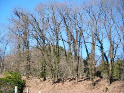 高尾山系ハイキング 八王子城山・・