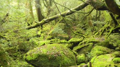 還暦夫婦　世界遺産の屋久島　５千年の縄文杉　もののけ姫の苔むす森をツアーで