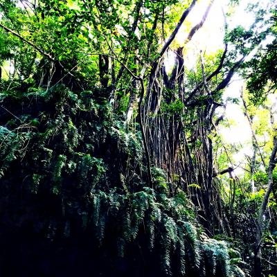 沖縄の城（グスク）と自然に触れる旅　～2015・パワーチャージの旅～