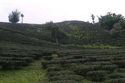 アジアンスマイル　第６章　続・ジャングルフィーバー