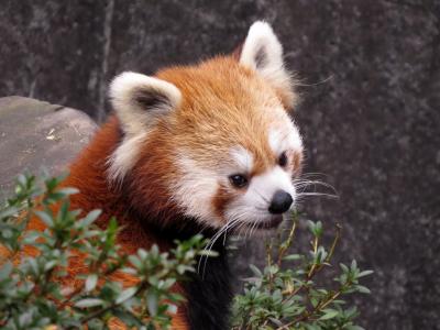 新春レッサーパンダ紀行【２】 大牟田市動物園＆平川動物公園　相変わらずキラキラなレン君＆頑張れ！！しずかさん＠大牟田　風美ちゃんとスバル君同居中＆楽しいビントファミリー＠平川