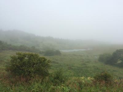 夏の高原の思い出～八島ヶ原湿原