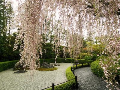 【日帰り】初めての京都お花見弾丸ツアー！