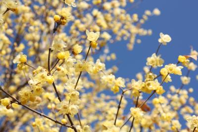 早くも開花！甘い香りのロウバイのお花と長瀞アルプス陽だまりハイキング（2016年1月4日）　