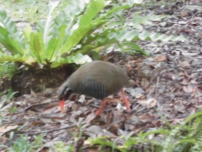 久米島と本島北部