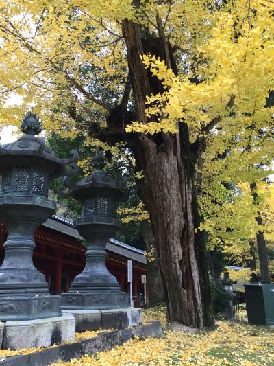 紅葉の奈良一人旅　（1-2日目）夜行バスで移動、奈良公園周辺観光