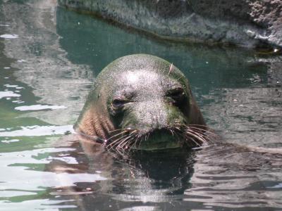 ハワイ旅行記⑤　３日目（ホノルル水族館）