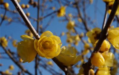 土浦より。 ご近所で発見！輝く・芳しきロウバイの園