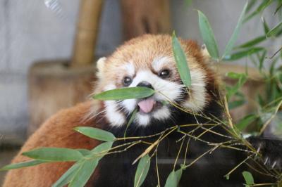 歳末レッサーパンダ詣とイルミネーションで良い年を願う（１）羽村市動物公園（前編）我が埼玉出身のラテとお嫁さんのソラちゃんはお互い意識した緊張同居中＆穏やか円熟ペアのゴウくんとリンリンちゃん