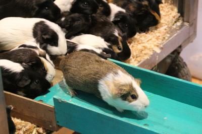 歳末レッサーパンダ詣とイルミネーションで良い年を願う（２）羽村市動物公園（後編）新作「ジャックと豆の木」はコモンリスザル・ケージで赤ちゃん込み＆可愛いモルモットスロープ～童話ランドの動物たち