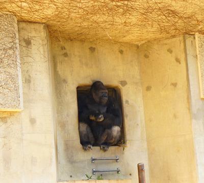 噂のイケメンゴリラ、シャバーニ～東山動植物園