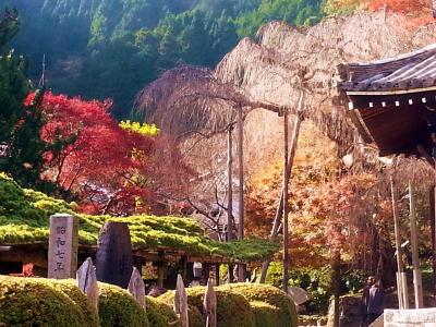 2015 京都の秋　善峯寺 (よしみねでら) ・京町家の宿・清水ライトアップ