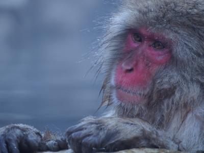 ろくもんに乗ってスノーモンキーに逢いに行って来ました。後編