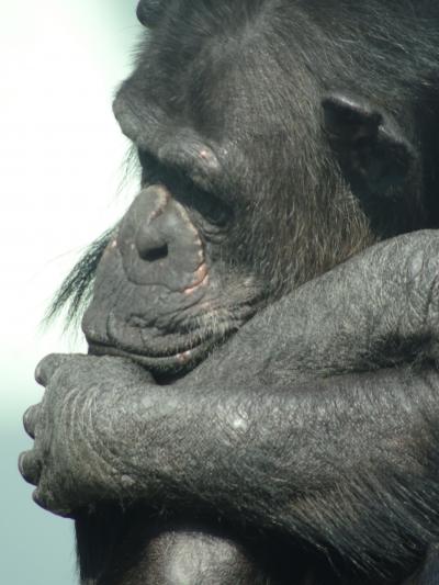 【広島市・安佐北区】　安佐動物園の生き物を表情で追ってみた　16年1月11日