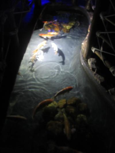 愛弟子ちゃんと楽しむサンパウロ　その２