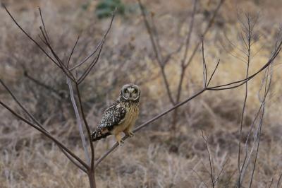 旅するイルカ♪　コミミズク撮影へ