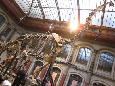 ②子連れでドイツ個人旅行　子供が喜ぶ企画！恐竜を見に博物館へ