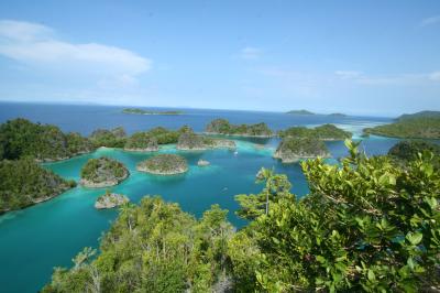 世界の75%のサンゴが息づく奇跡の海で極楽鳥 パプアの旅
