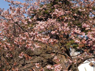 桜(カンザクラ)咲く新宿御苑～新宿3丁目の名店を訪れて