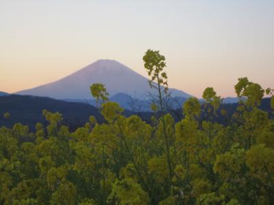 新春の吾妻山公園　「菜の花と富士山」
