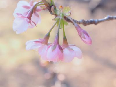 Japan　はて？新宿御苑で昭和記念公園ファン倶楽部のオフ会とは？　～ミツバチばあやの冒険～