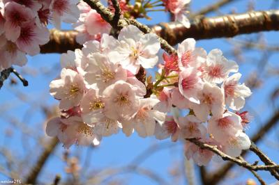 寒桜が見頃を迎えた新宿御苑とパブリックアート＠西新宿