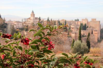 年末スペイン10日間　アンダルシアの街めぐりとバルセロナ・アパートメントステイの旅⑧グラナダ2日目　アルハンブラ宮殿編