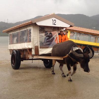 冬の石垣島、やっぱり雨だった。