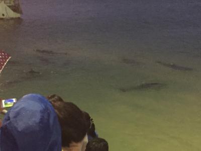 Brisbane 15-16 (Day2/Tangalooma)